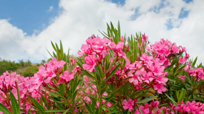 τα-τραγούδια-για-την-πικροδάφνη-564175564