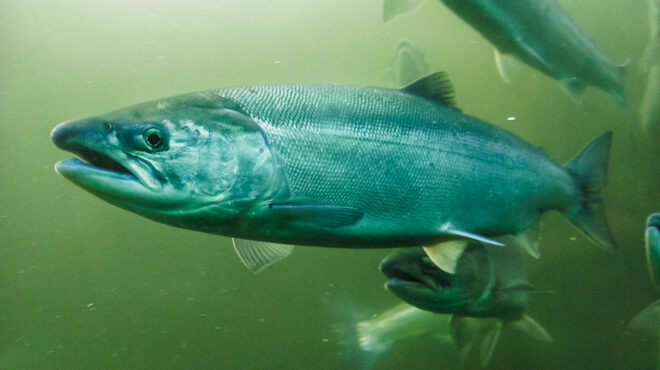 ερευνα-σολομοί-κάνουν-κοκαΐνη-και-π-564184324