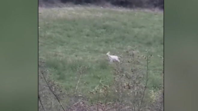 σπάνια-αλμπίνο-ζαρκάδια-κατέγραψε-αγ-564179272