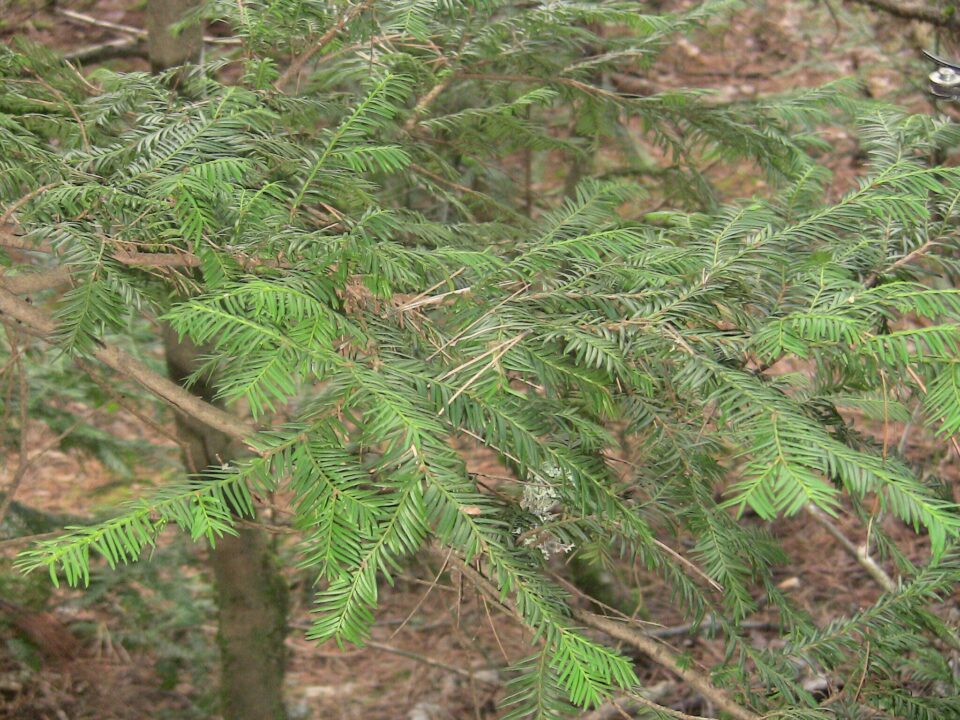 Το «δέντρο του θανάτου» στον Ολυμπο που πολεμά τον καρκίνο-2