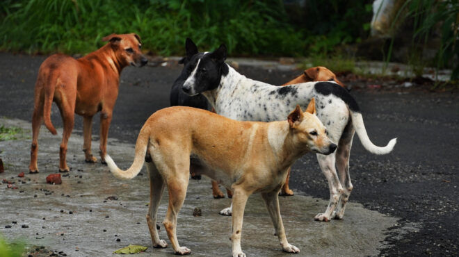 νεκρά-από-φόλες-21-σκυλιά-στη-χαλκιδική-564183088
