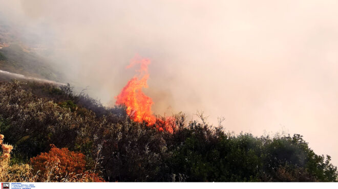 πυροσβεστική-52-δασικές-πυρκαγιές-μέσα-564183997