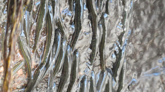 τα-ψάρια-που-αψηφούν-τη-βαρύτητα-564171634