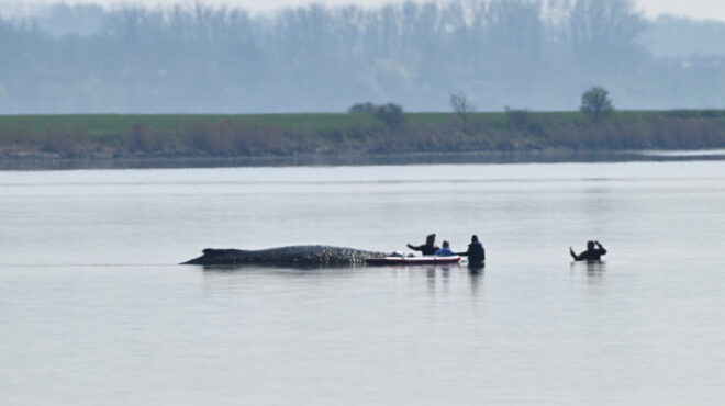 βαλτική-αγωνία-για-τη-διάσωση-της-φάλα-564177766