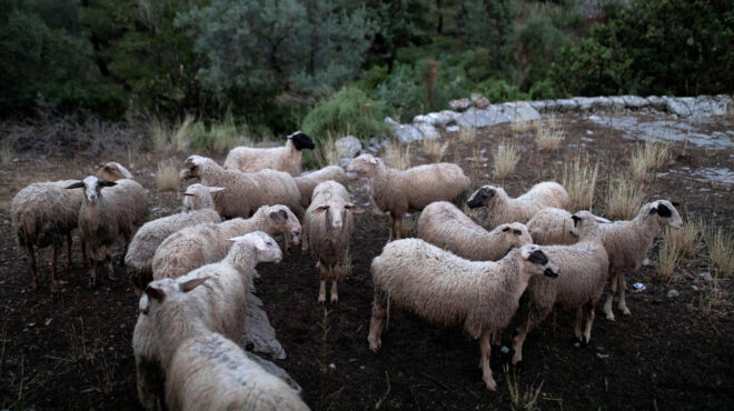 λέσβος-43-κρούσματα-αφθώδους-πυρετού-σε-564182293