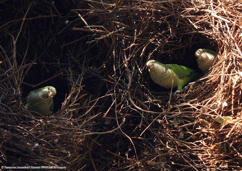 Τι ψάχνει ένας ευπατρίδης στα Μελίσσια;-5