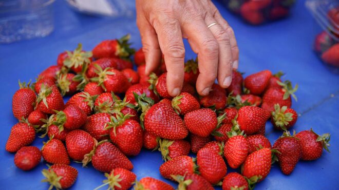 οι-βιολογικές-φράουλες-του-σπύρου-βυθ-564198310