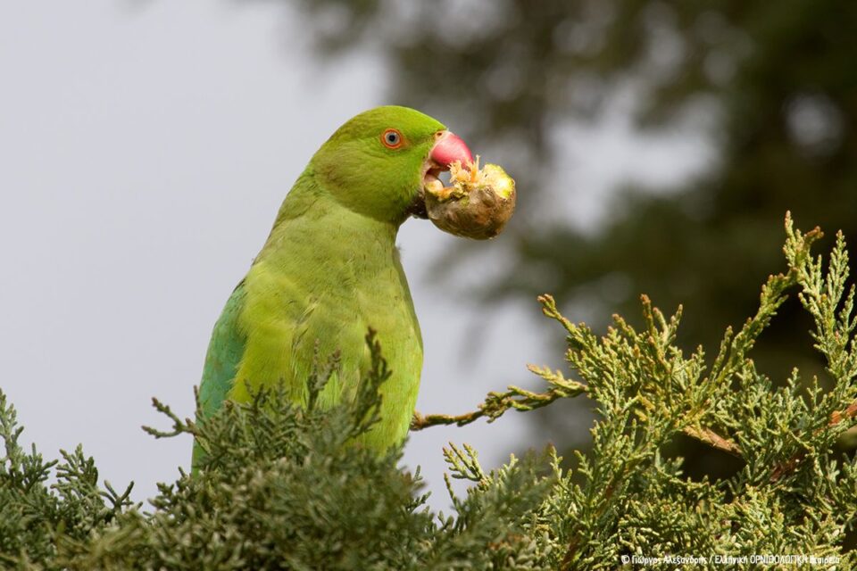 Τι ψάχνει ένας ευπατρίδης στα Μελίσσια;-3