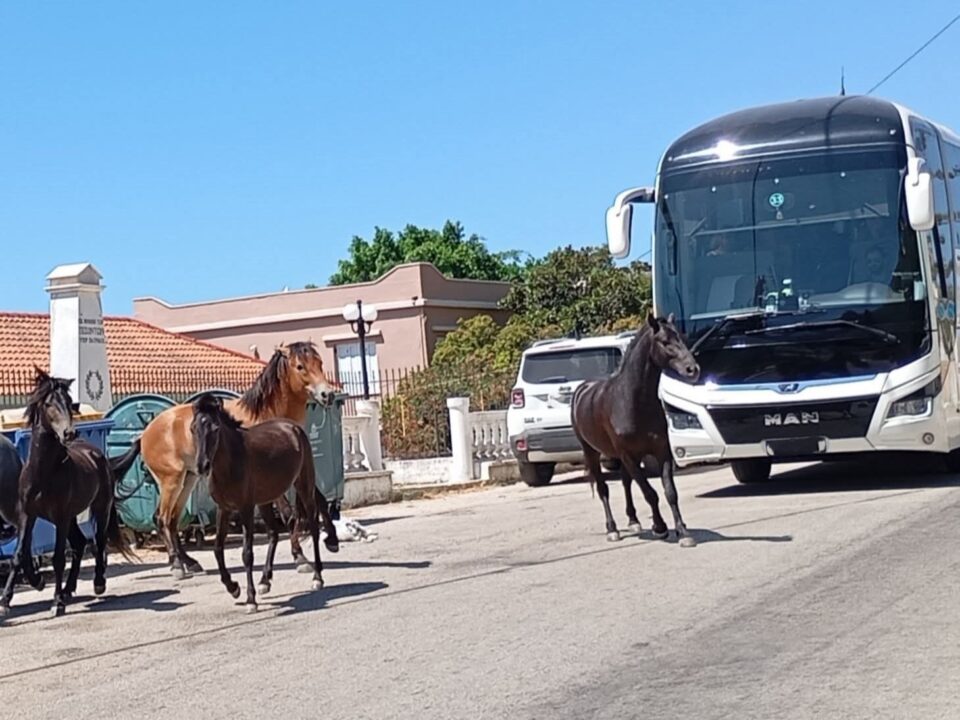 SOS για τα άλογα του Αίνου στην Κεφαλονιά-2