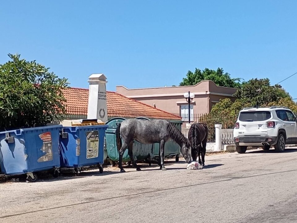 SOS για τα άλογα του Αίνου στην Κεφαλονιά-1