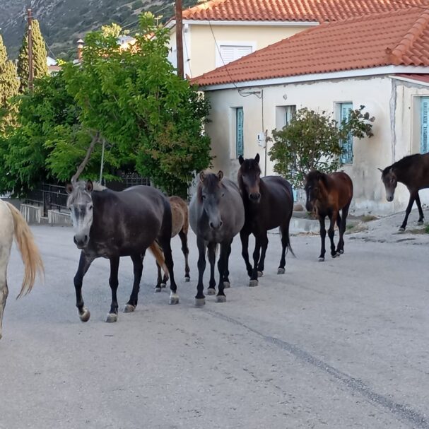 sos-για-τα-άλογα-του-αίνου-στην-κεφαλονιά-564206647