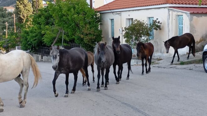 sos-για-τα-άλογα-του-αίνου-στην-κεφαλονιά-564206647