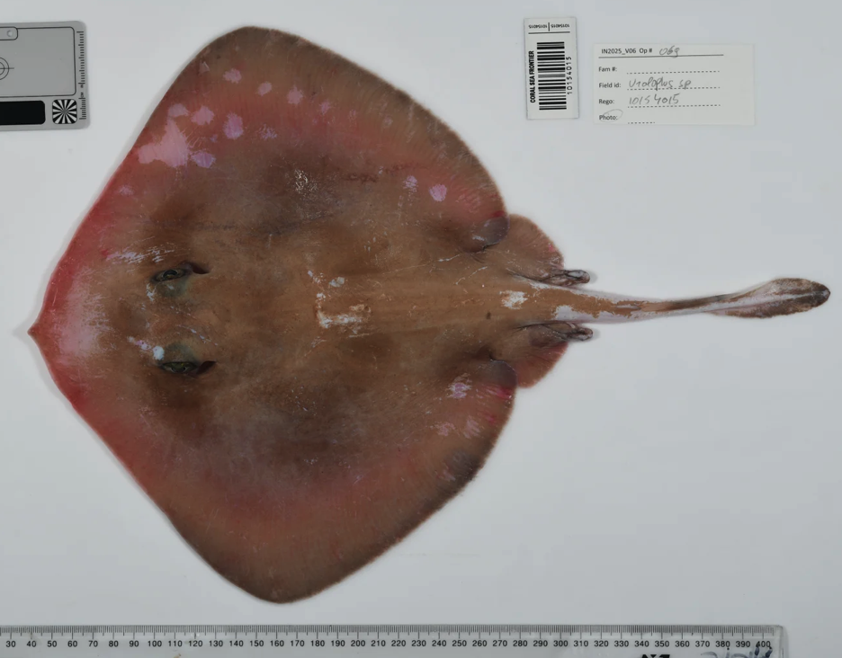 «Εξωγήινοι» στον βυθό: Καρχαρίες-φαντάσματα και σφουγγάρια θανάτου-5