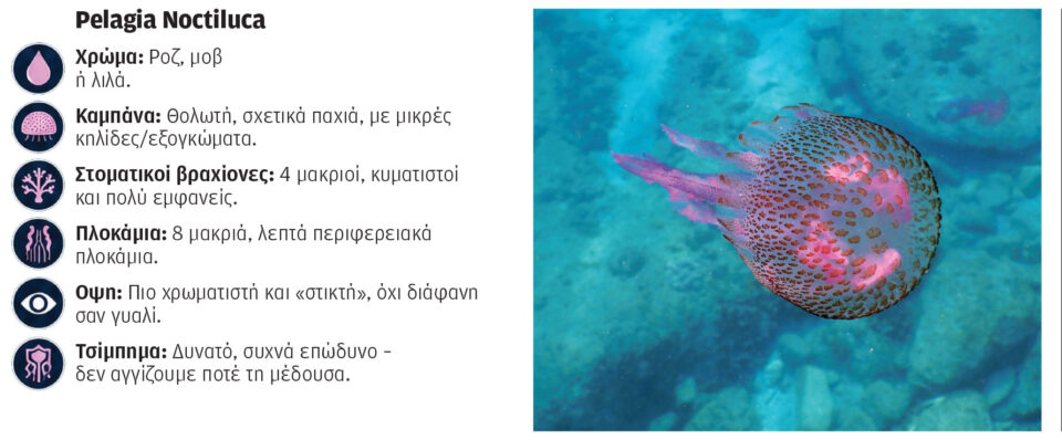 Γιατί ήρθαν και φέτος οι μέδουσες-1
