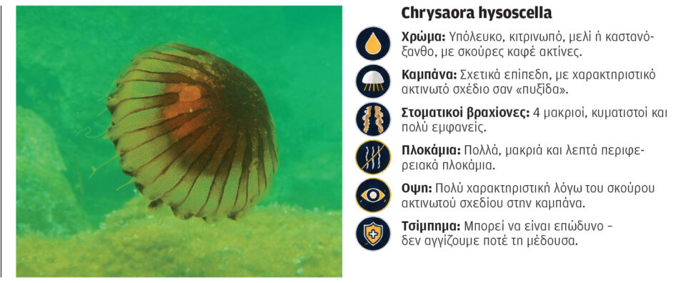 Γιατί ήρθαν και φέτος οι μέδουσες-2