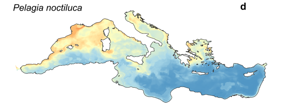 Γιατί επέστρεψαν οι μέδουσες στις ελληνικές θάλασσες-2