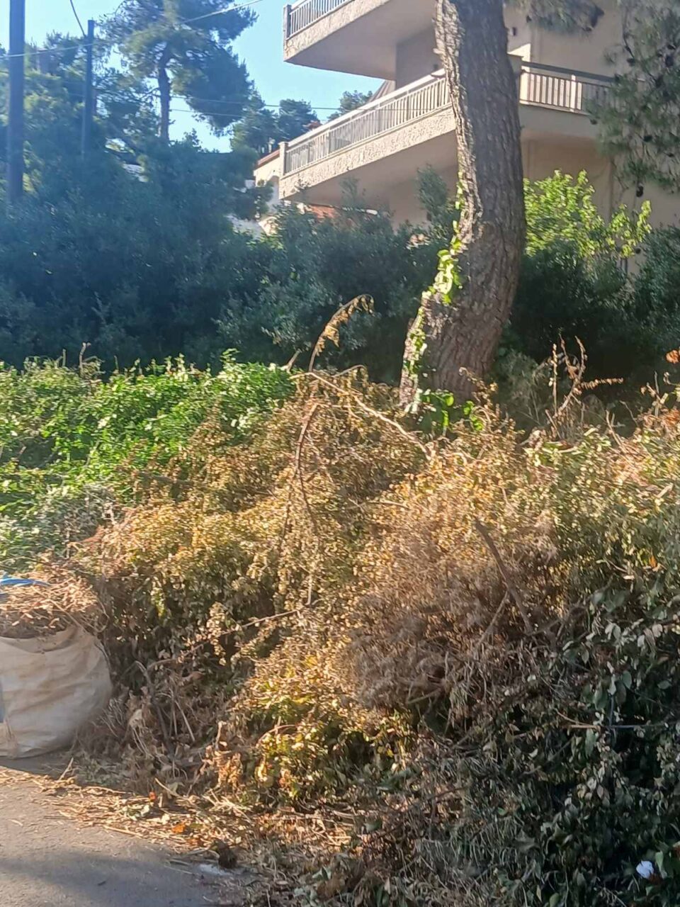 Καθάρισαν τα οικόπεδα, αλλά η καύσιμη ύλη έμεινε στους δρόμους-2