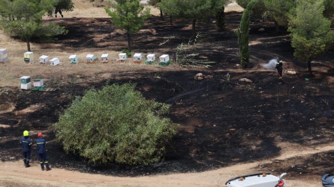συνελήφθη-45χρονος-μελισσοκόμος-για-τη-564266686