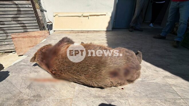 μακεδονία-τρεις-νεκρές-αρκούδες-σε-έν-564283666