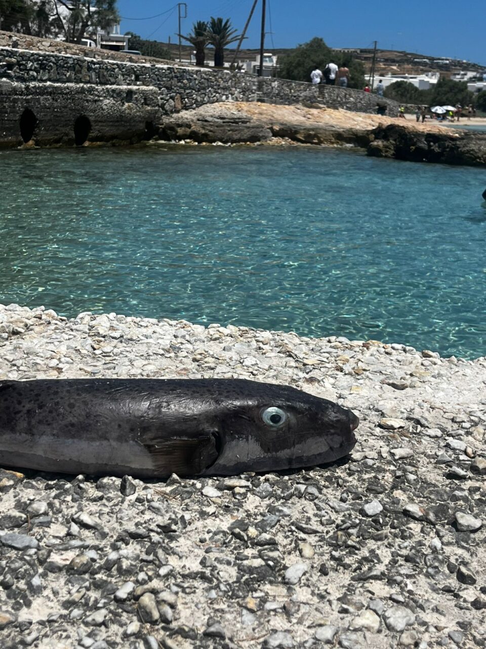 Λαγοκέφαλος και λεοντόψαρο: Πόσο κινδυνεύουν οι λουόμενοι-1