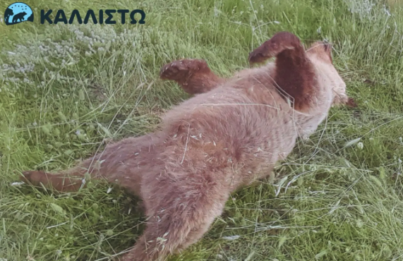κοζάνη-πυροβόλησαν-στο-κεφάλι-και-σκό-564280813