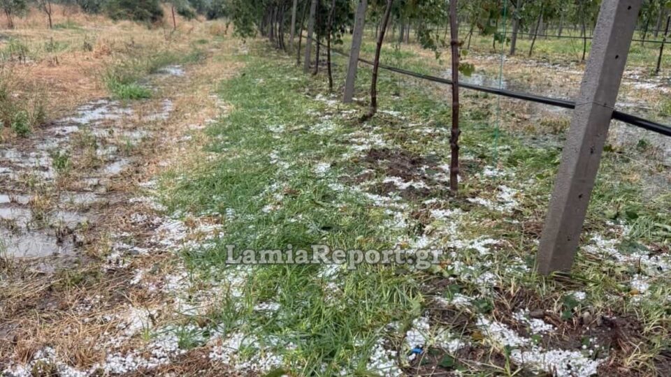 Χαλάζι σε μέγεθος φουντουκιού αφάνισε καλλιέργειες στη Φθιώτιδα [βίντεο]-1