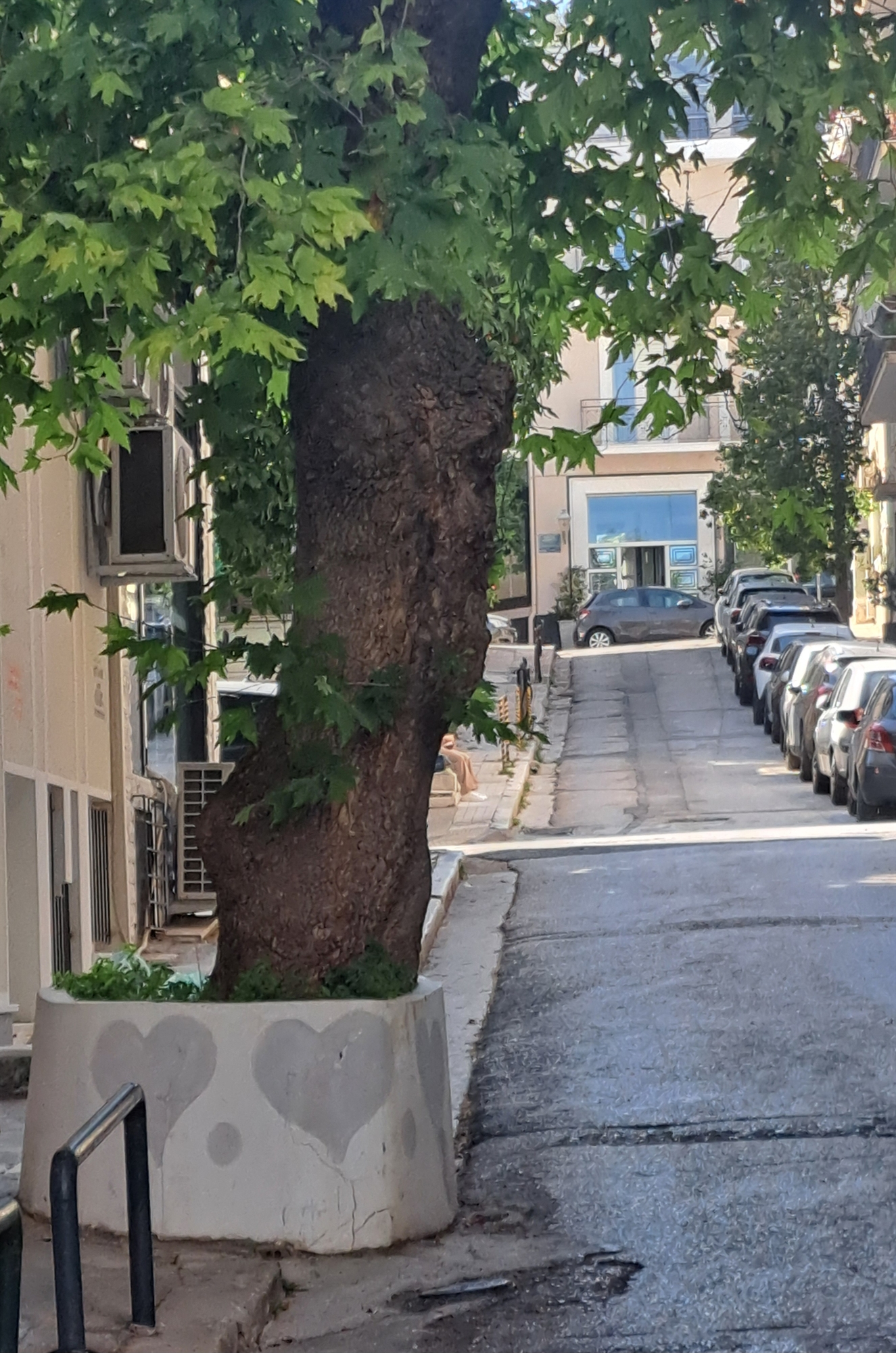 Ο πλάτανος που αρνείται να παραδοθεί-1