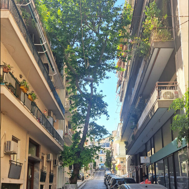 ο-πλάτανος-που-αρνείται-να-παραδοθεί-564273646