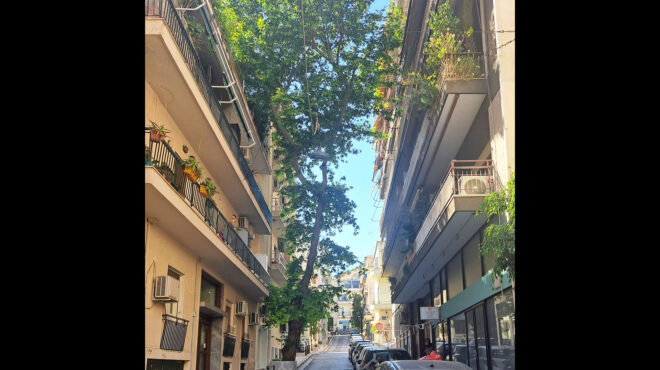 ο-πλάτανος-που-αρνείται-να-παραδοθεί-564273646