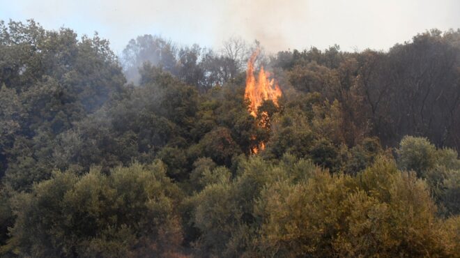 φωτιά-στα-πεύκα-θεσσαλονίκης-δίωξη-γι-564276133