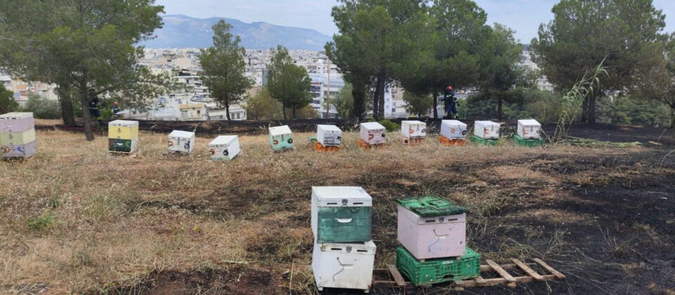 Αλσος Βεΐκου: Από μελίσσια ξεκίνησε η φωτιά – Αναζητούνται οι μελισσοκόμοι-1