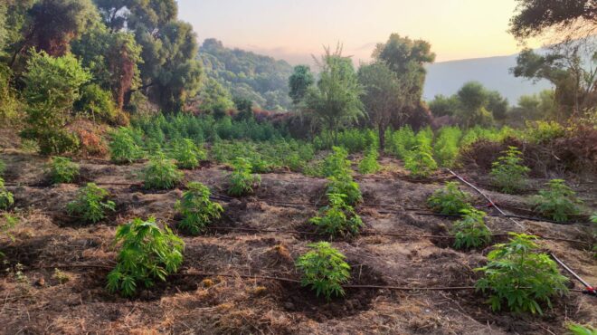 εντοπίστηκε-μεγάλη-φυτεία-κάνναβης-σ-564324139