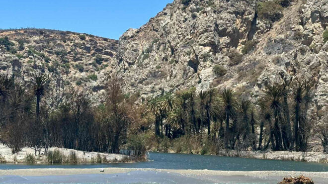 αυτοψία-στο-φοινικόδασος-της-πρέβελη-564377974