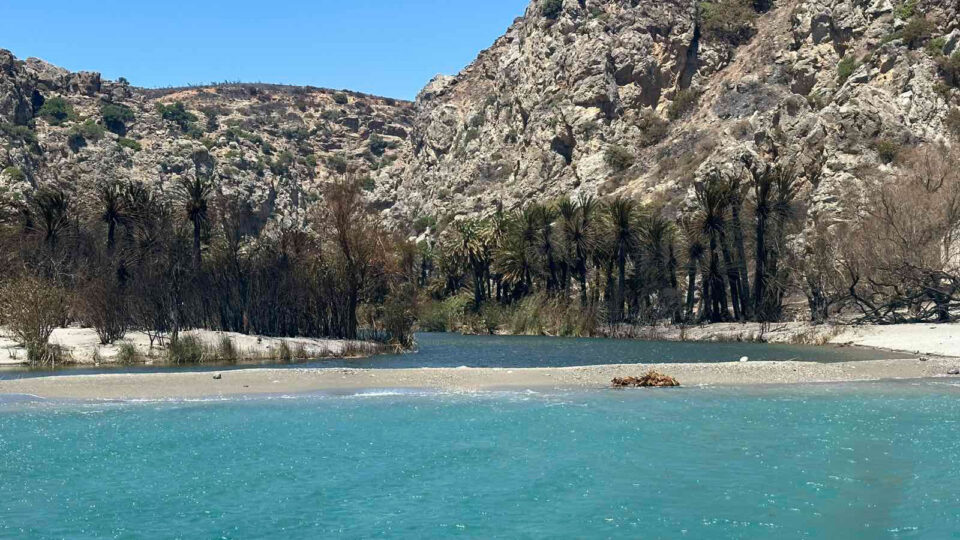 Αυτοψία  στο φοινικόδασος της Πρέβελης: «Γλιτώσαμε τα χειρότερα»-1