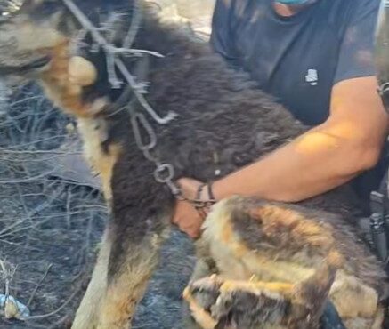 φωτιά-στο-ωραιόκαστρο-η-στιγμή-που-αστ-564327088