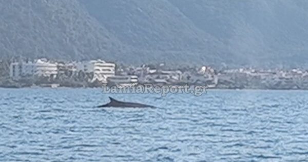 φάλαινα-καταγράφηκε-ανοιχτά-των-καμέ-564340453
