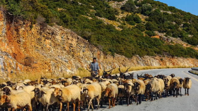 πόσα-είναι-τελικά-τα-αιγοπρόβατα-της-ε-564318412